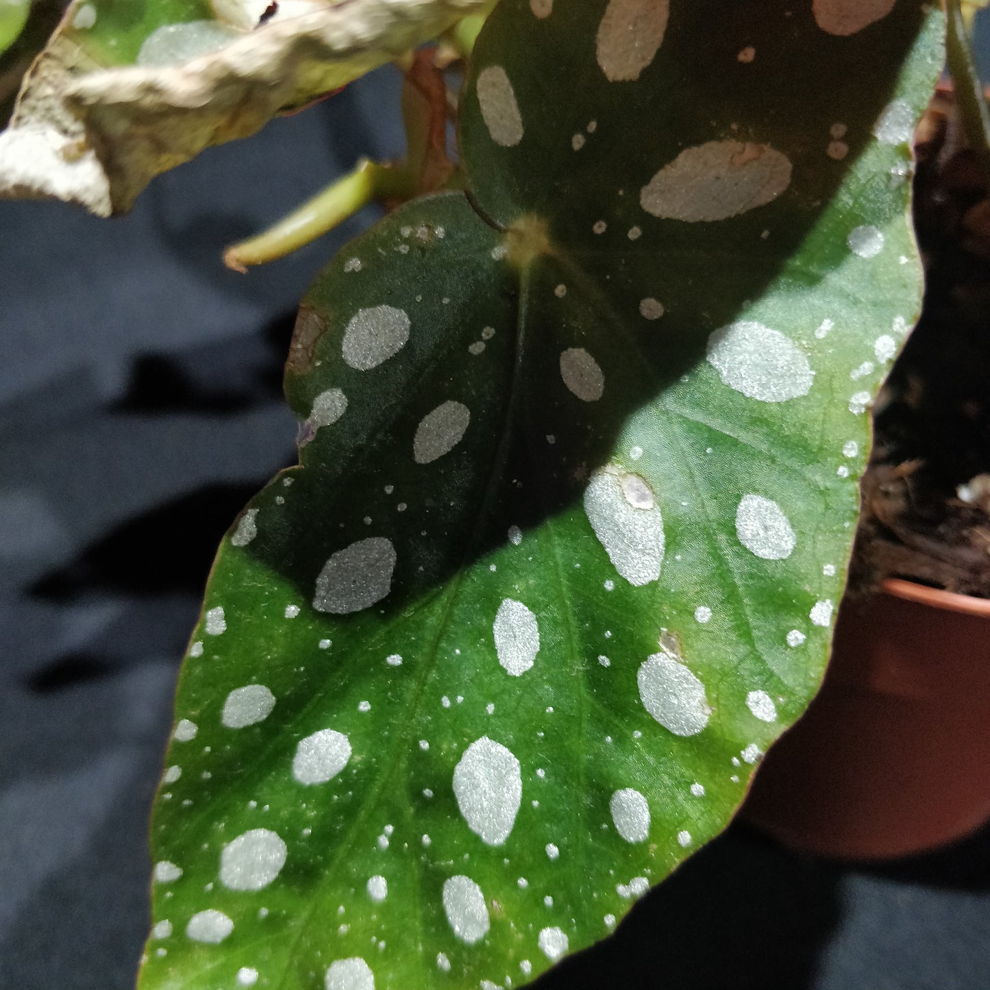 Begonia Maculata Wightii