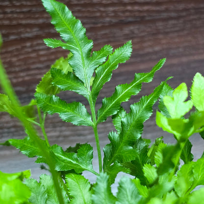 Sword brake 'Evergreen' - Pteris Ensiformis 'Evergreen'