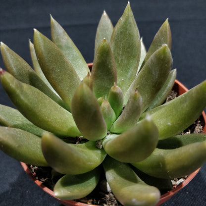 Echeveria - Succulents (Small)