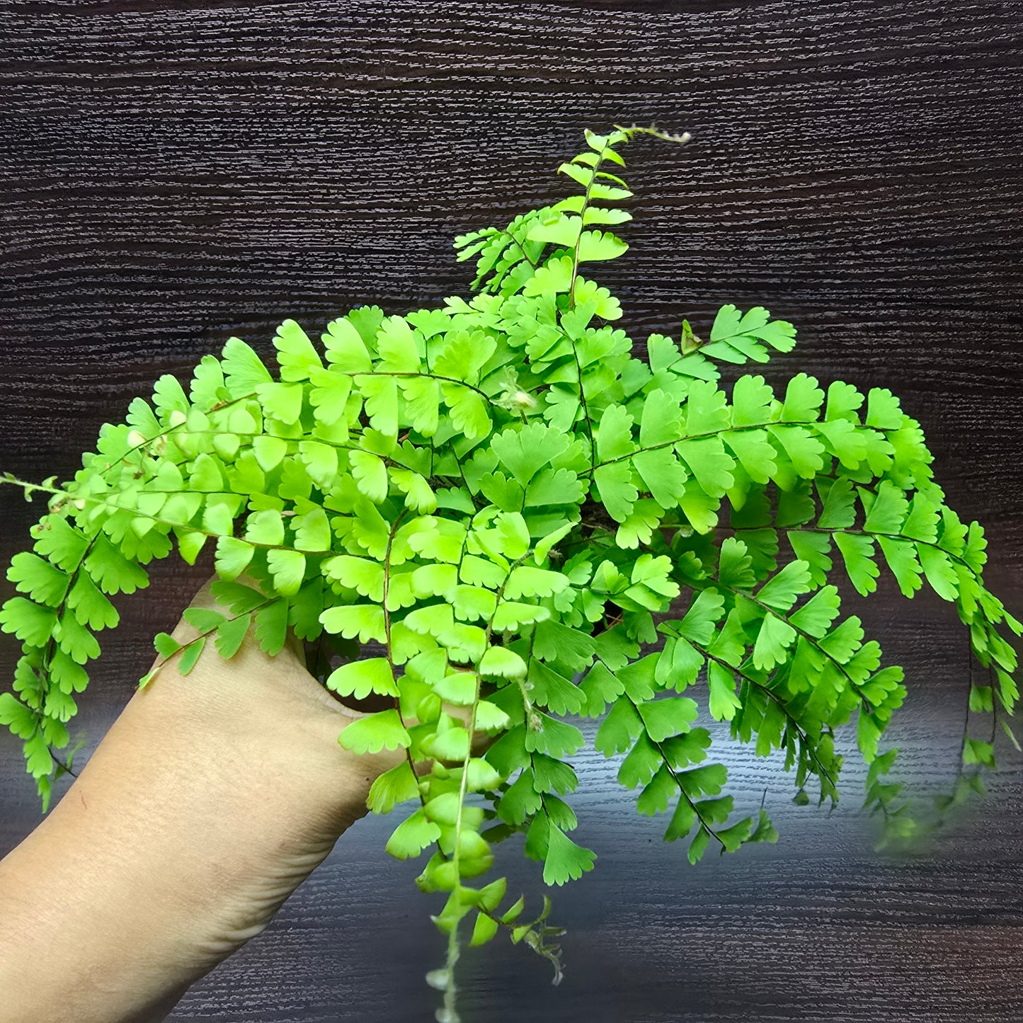 Trailing Maidenhair Fern - Adiantum Caudatum