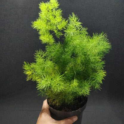 Asparagus Fern - Compact