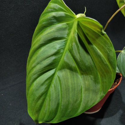 Philodendron Melanochrysum