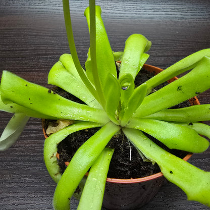 Pinguicula 'Anna' - Butterworth