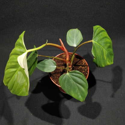 Philodendron Melanochrysum