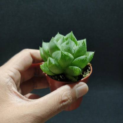 Haworthia - Succulents