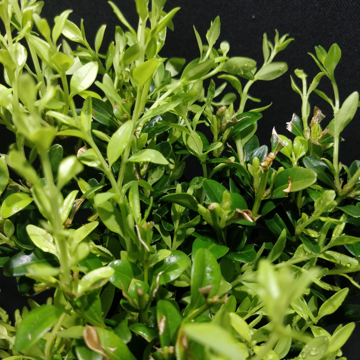 Common Boxwood - Buxus Sempervirens