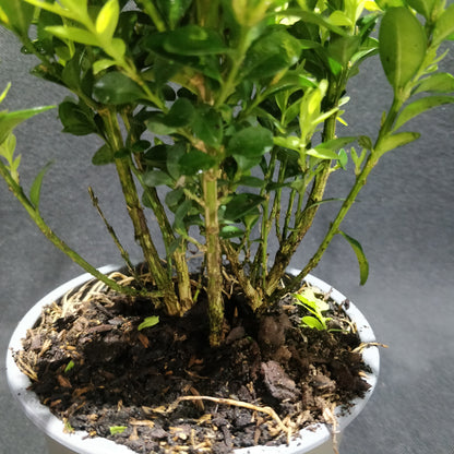 Common Boxwood - Buxus Sempervirens