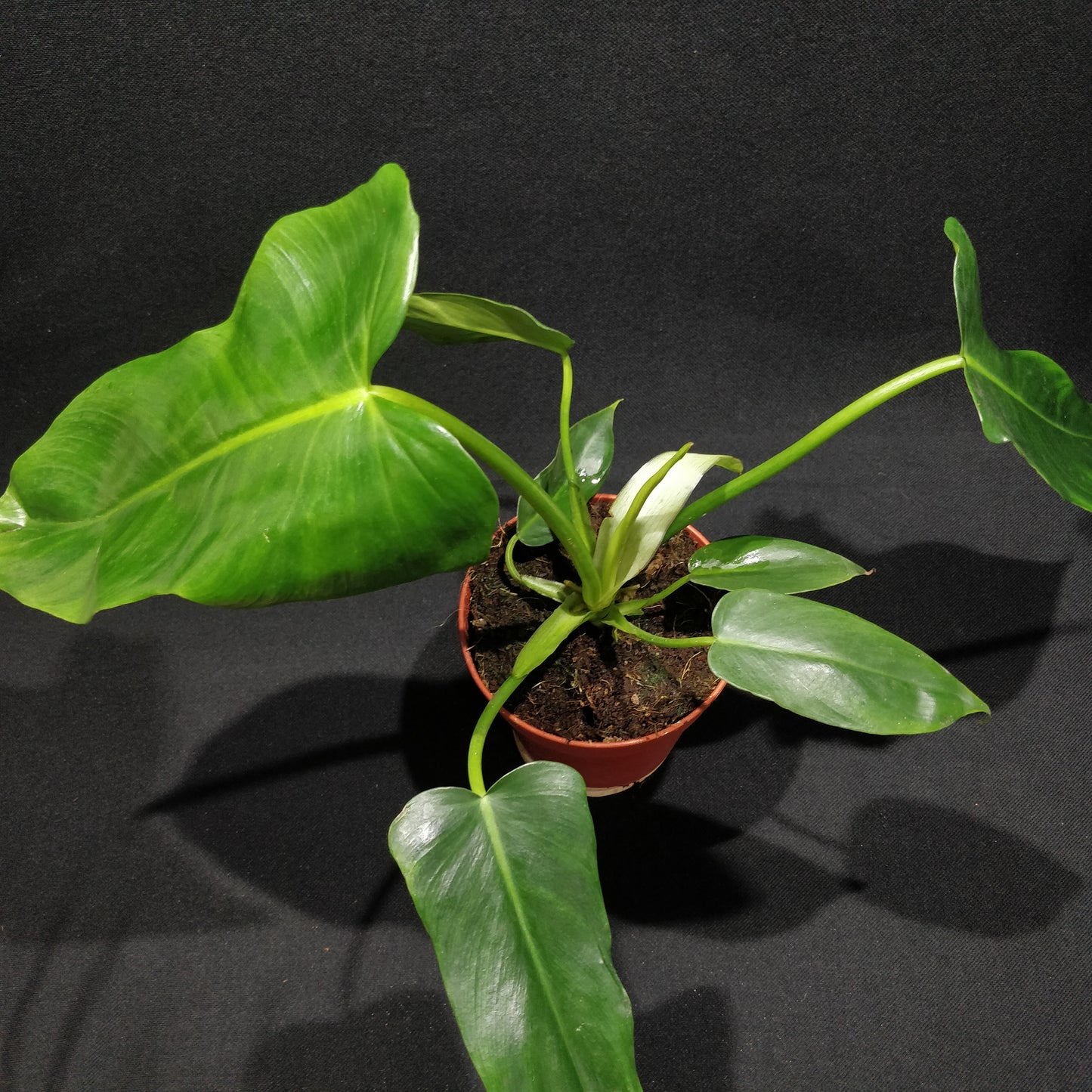 Philodendron Rugosum