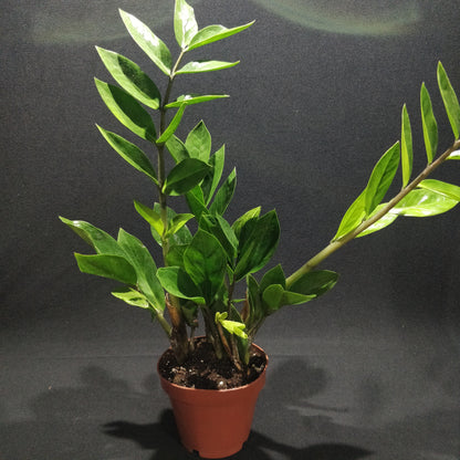 ZZ Plant - Zamioculcas Zamiifolia