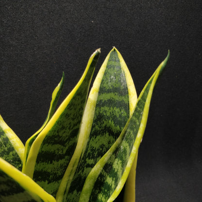 Snake Plant - Dracaena Trifasciata