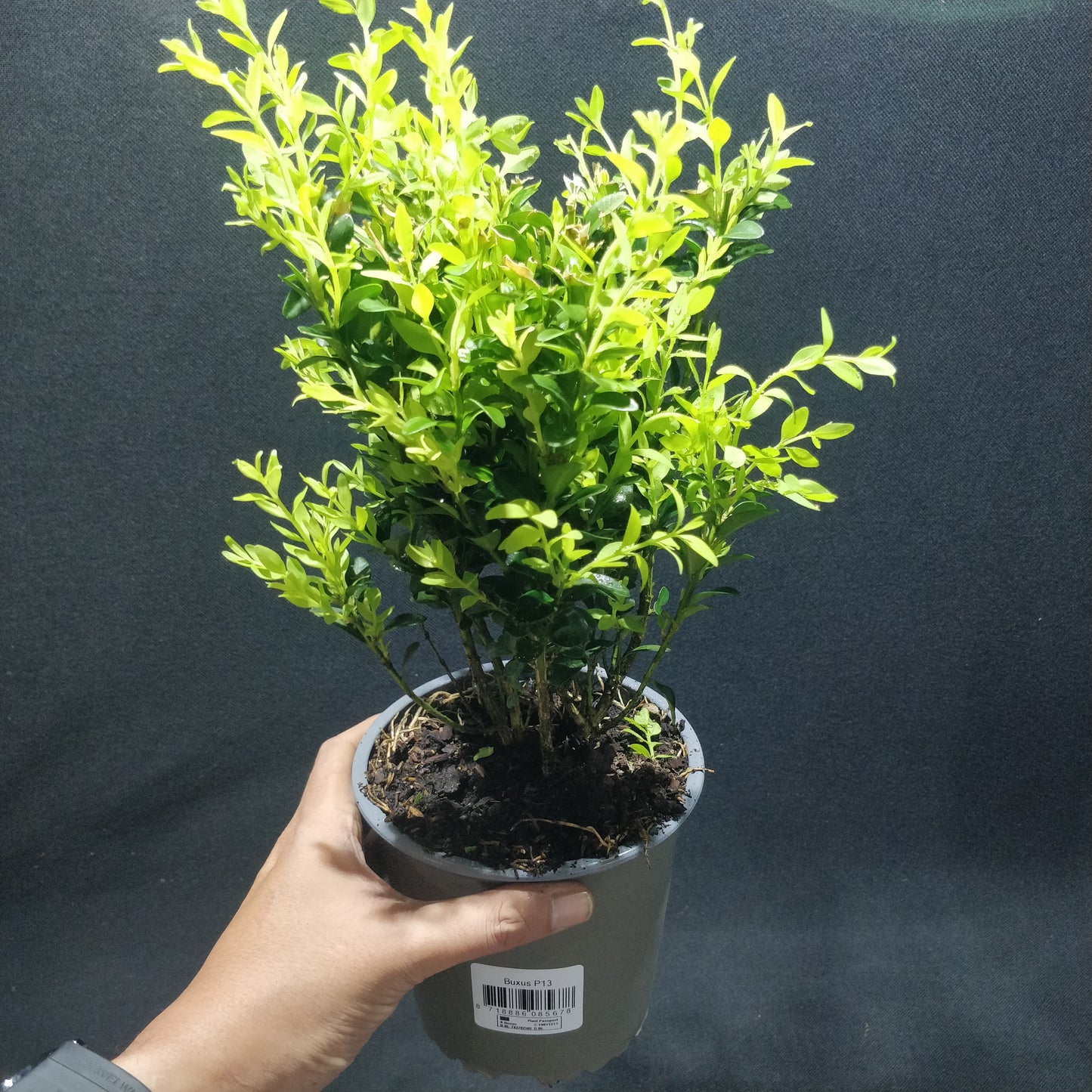 Common Boxwood - Buxus Sempervirens