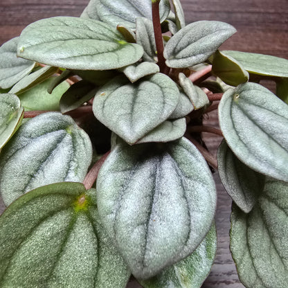 Peperomia 'Napoli Nights'