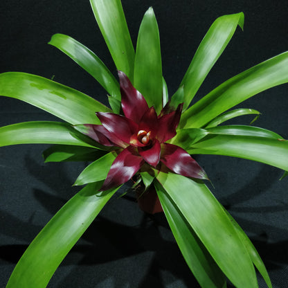 Bromeliad