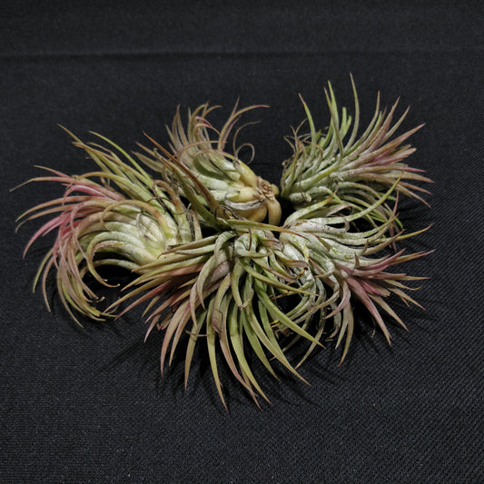 Air Plant - Tillandsia Ionanatha Red