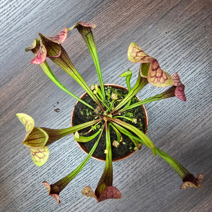 Sarracenia Psittacina 'Tess' - Pitcher Plant
