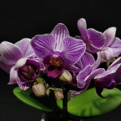 Moth Orchids - Phalaenopsis Orchids