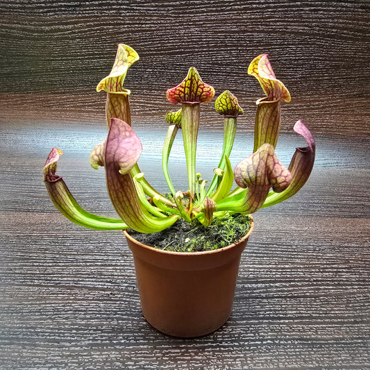 Sarracenia Psittacina 'Tess' - Pitcher Plant