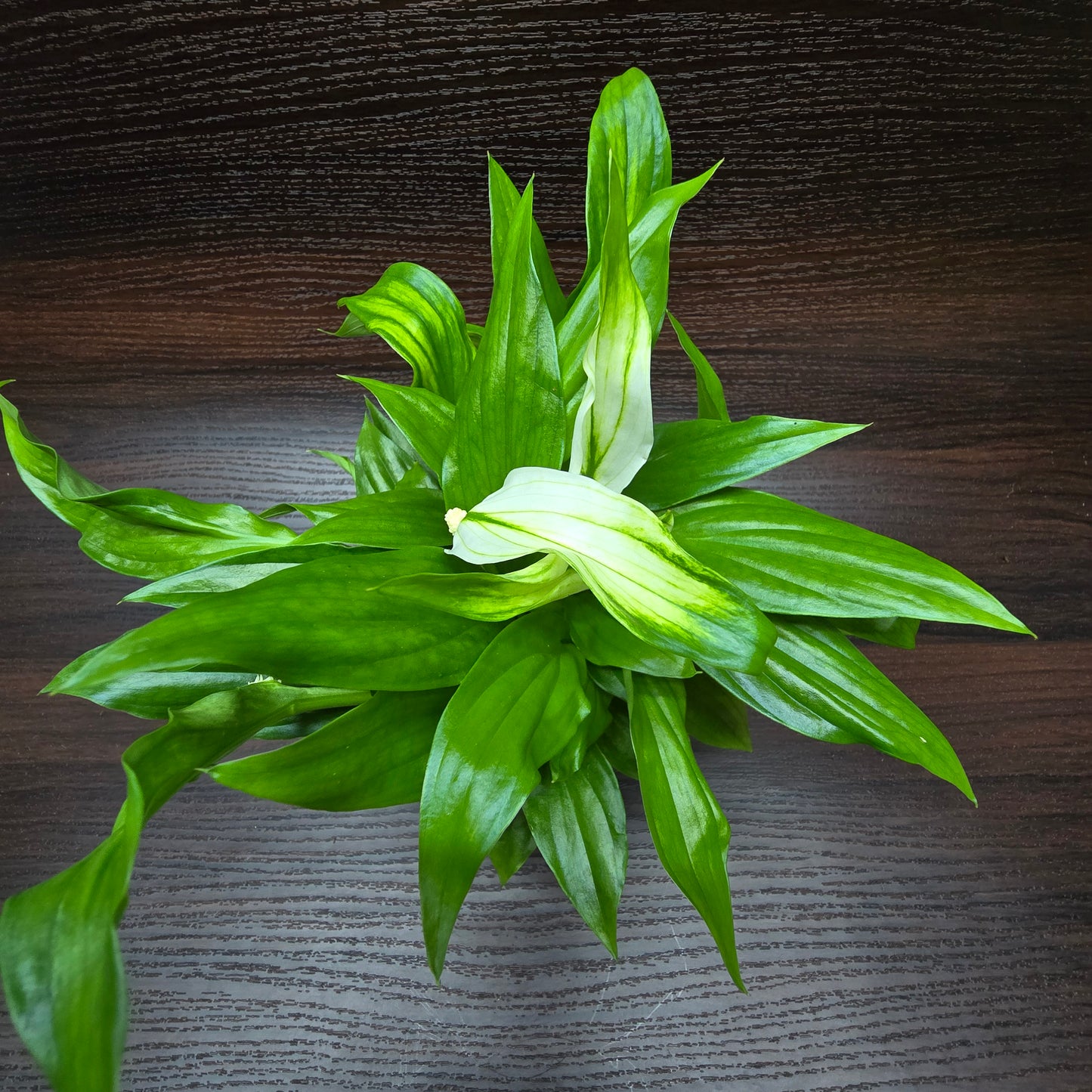 Spathiphyllum Pearl Cupido - Peace Lily