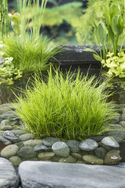 Dwarf Hair Grass - Eleocharis Acicularis