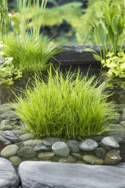 Dwarf Hair Grass - Eleocharis Acicularis