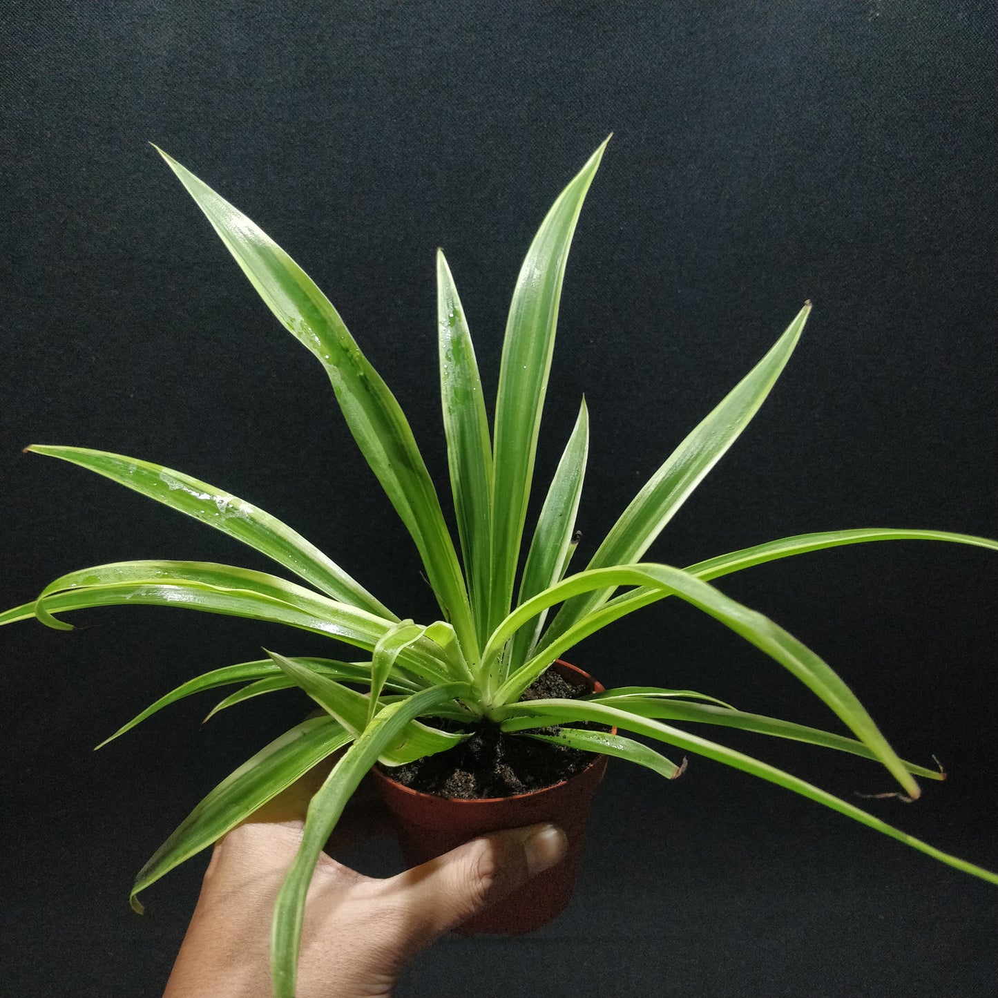 Spider Plant - Chlorophytum Comosum