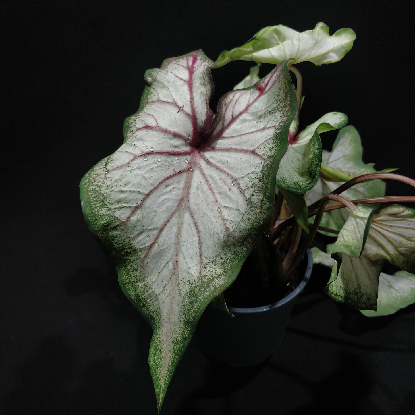 Caladium