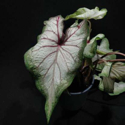 Caladium