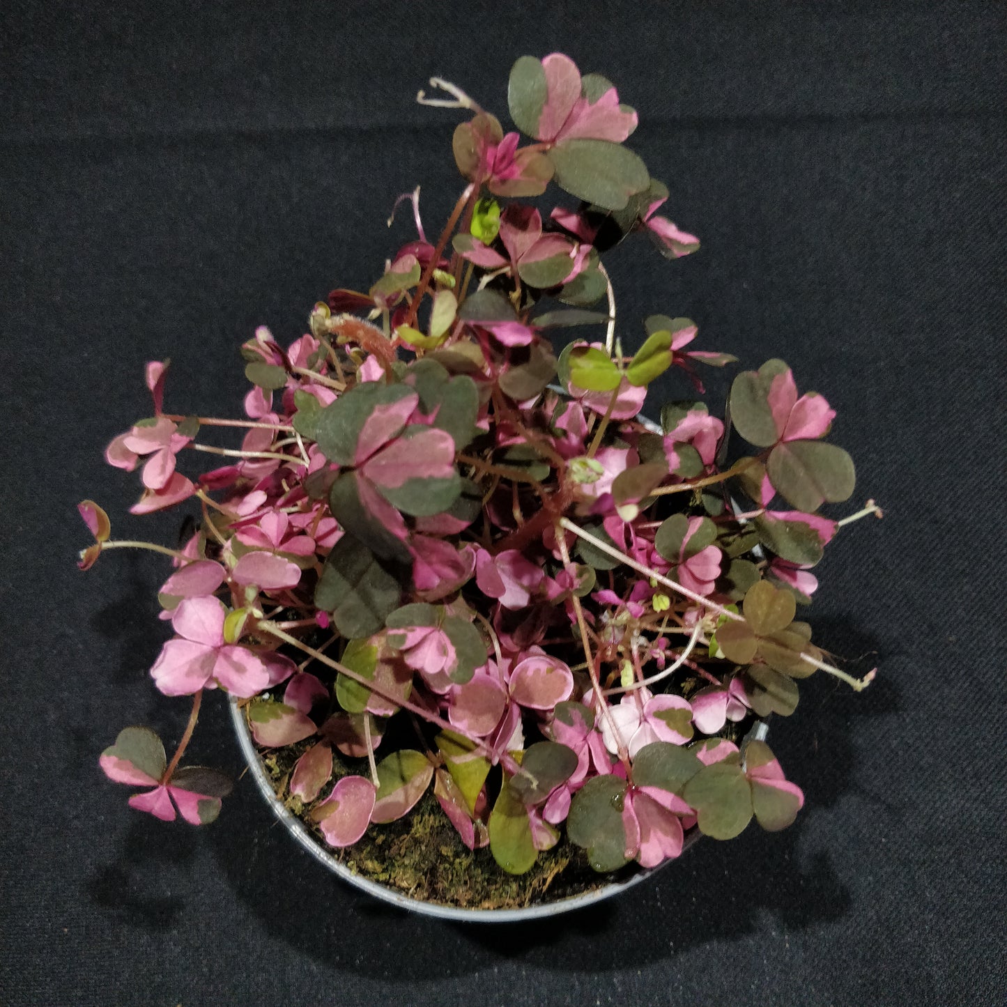 Oxalis Spiralis