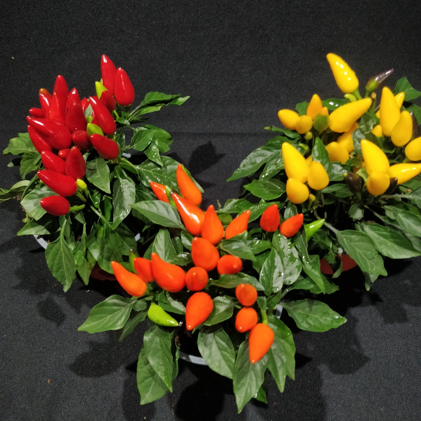 Ornamental Capsicum Plant