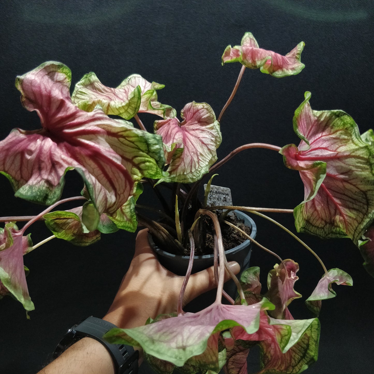 Caladium