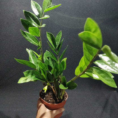 ZZ Plant - Zamioculcas Zamiifolia