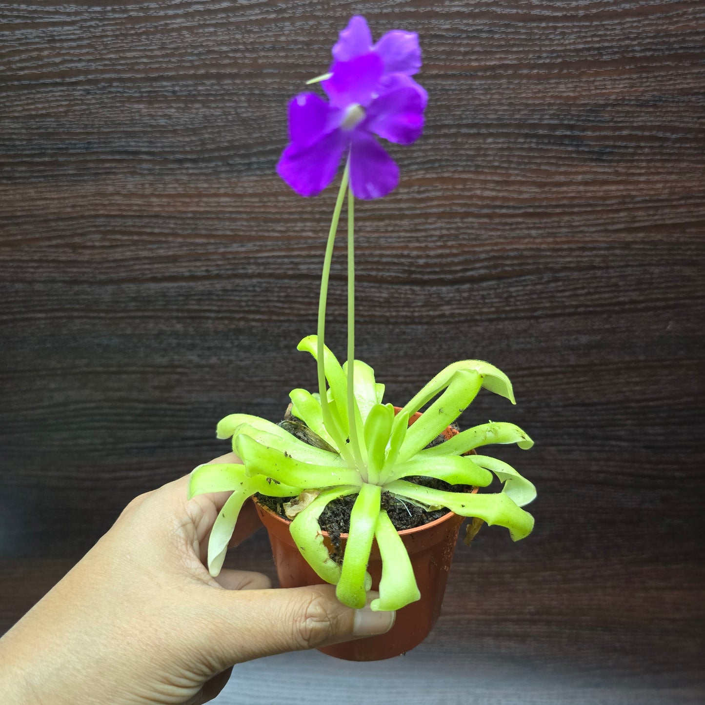 Pinguicula 'Anna' - Butterworth