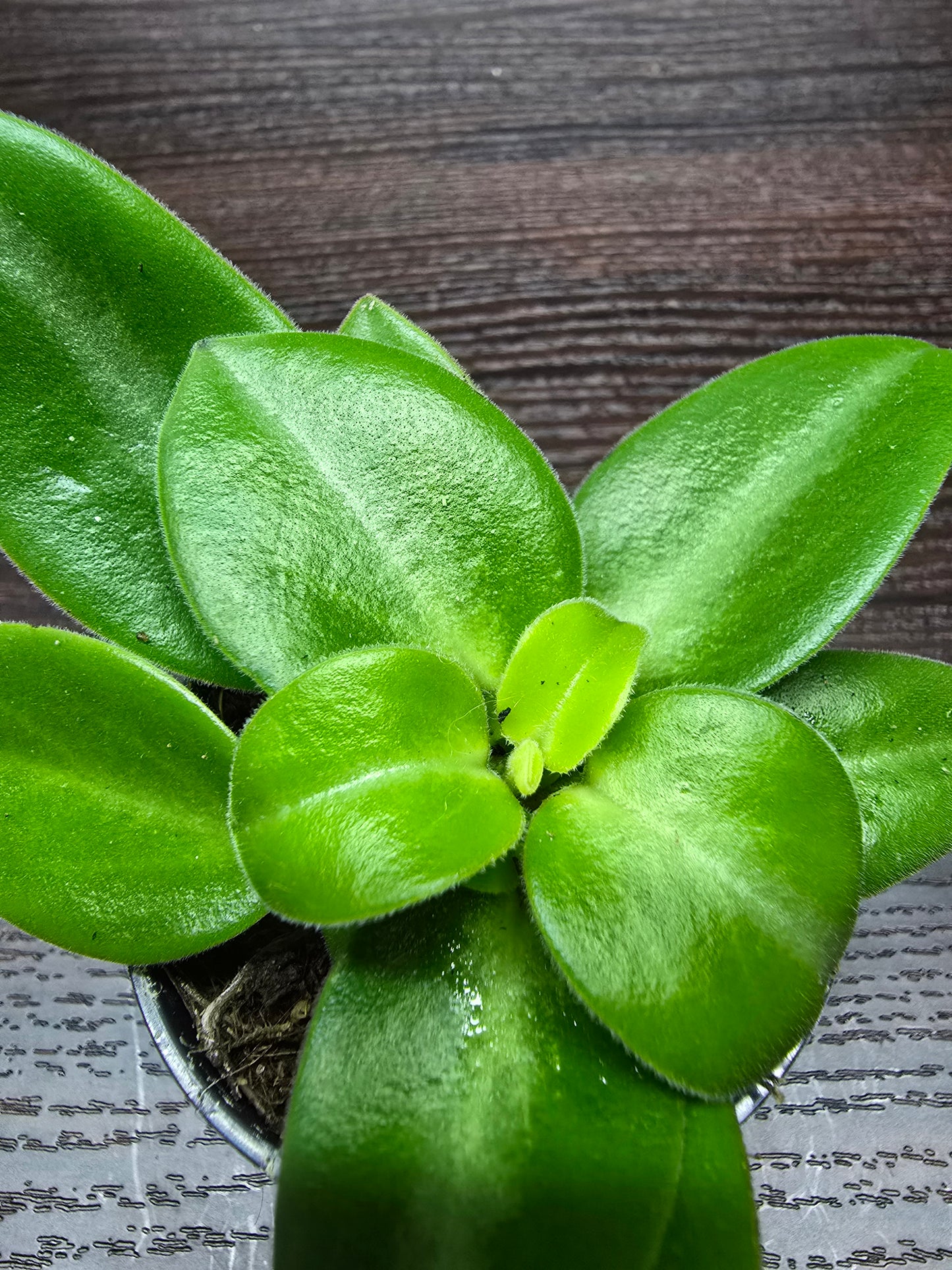 Peperomia Pixie - Peperomia Orba