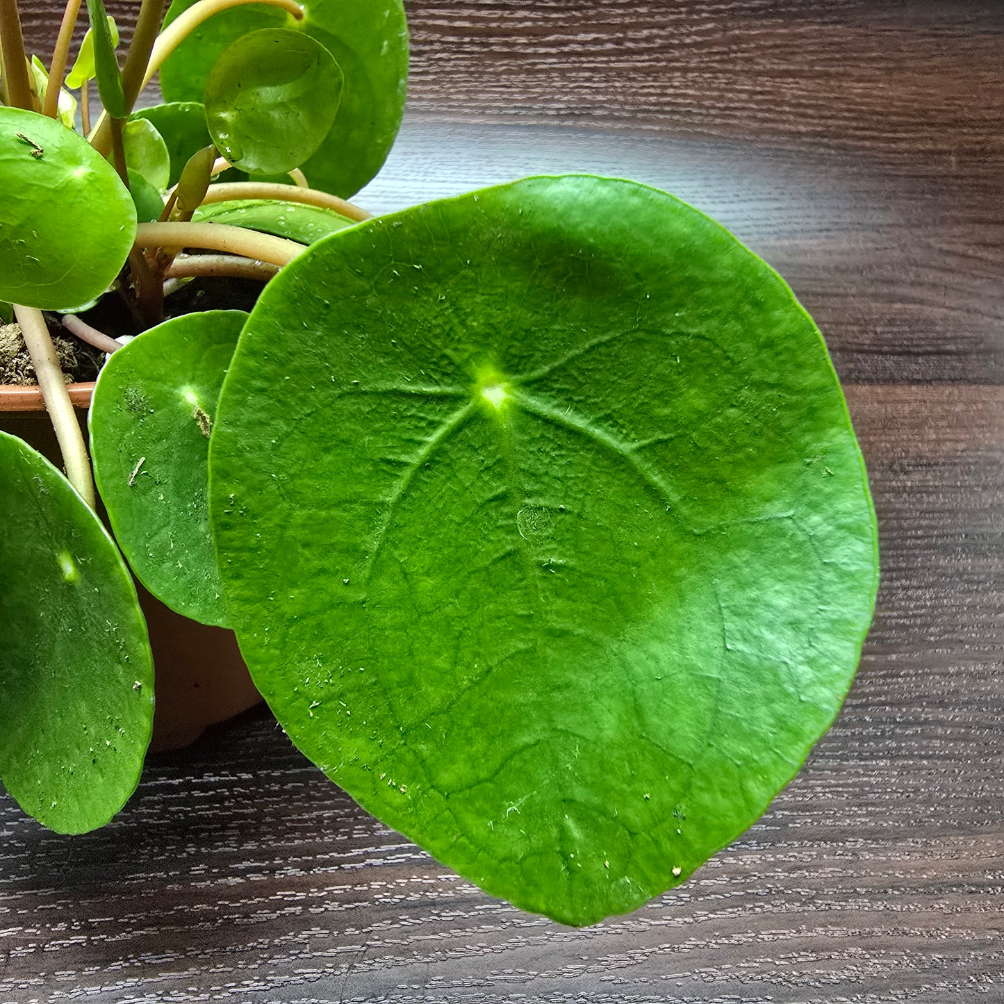 Chinese Money Plant - Pilea Peperomioides