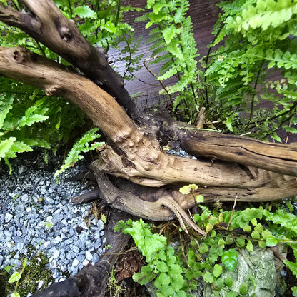 Nature Scape - NS117