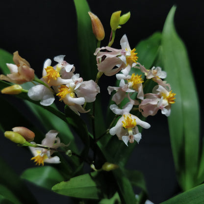 Spider Orchid - Brassia Shelob Tolkien