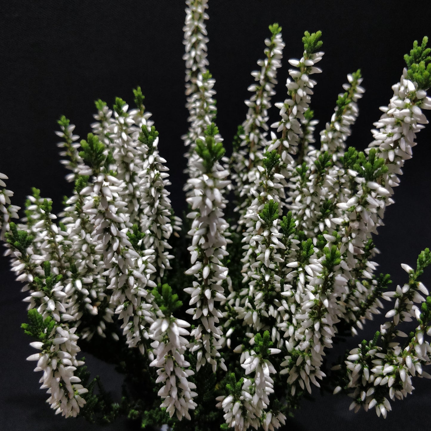 Calluna Beauty Ladies