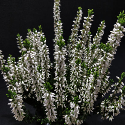 Calluna Beauty Ladies