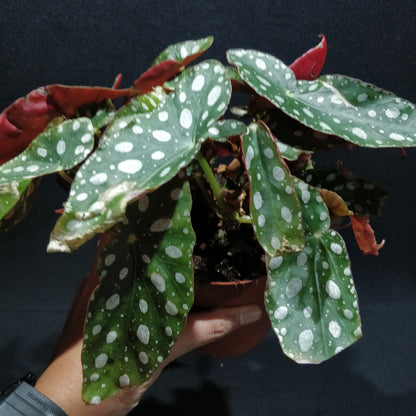 Begonia Maculata Wightii