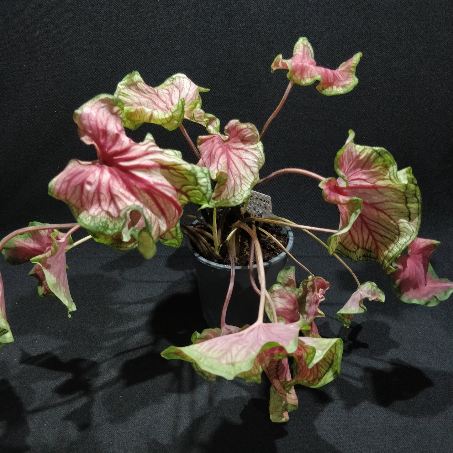 Caladium