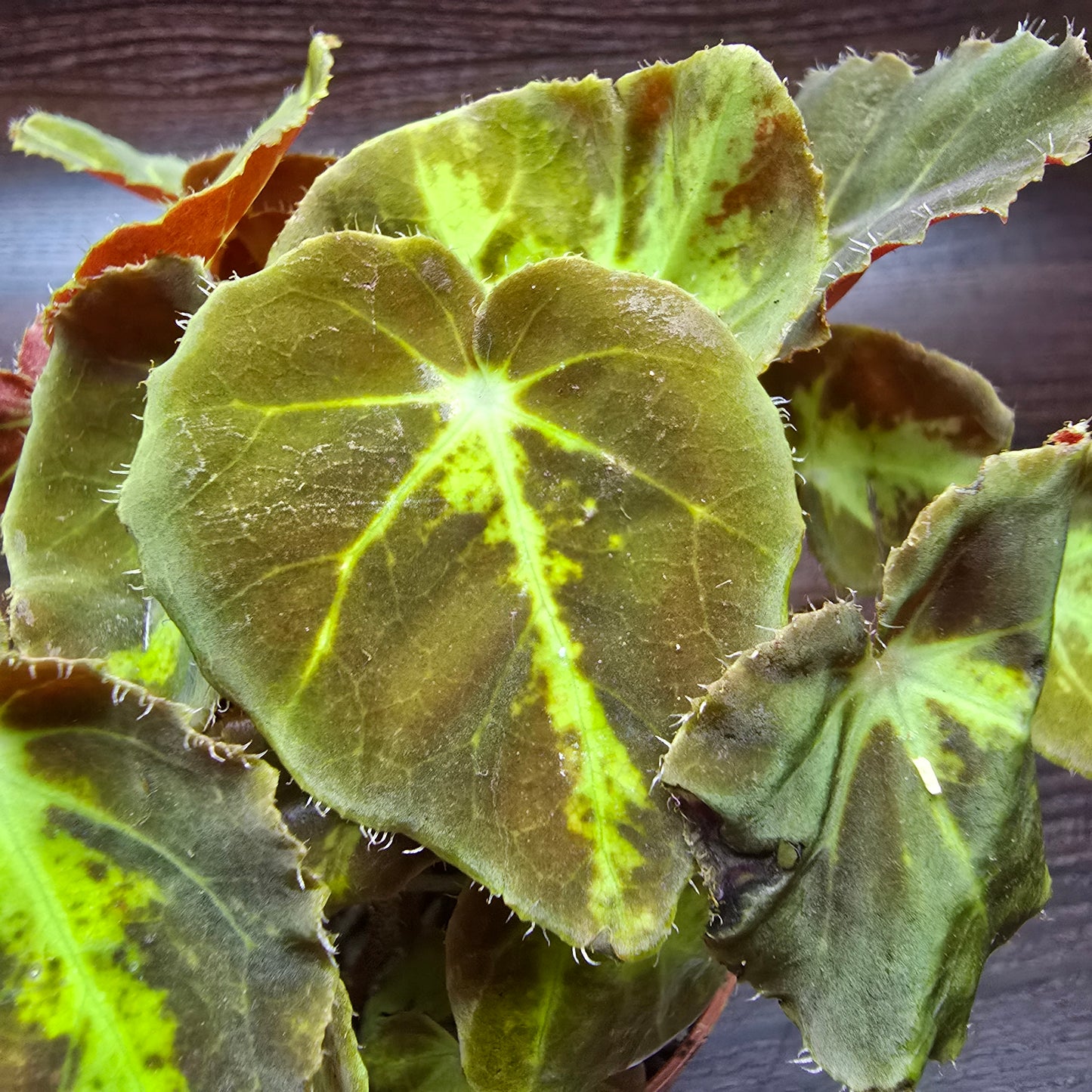 Rex Begonia