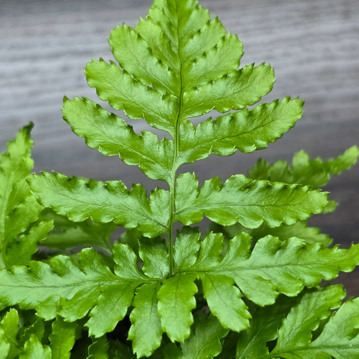 Tsushima Holly Fern - Polystichum Luctuosum