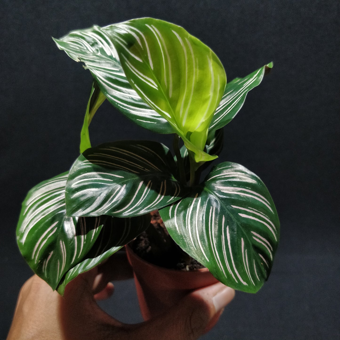 Calathea