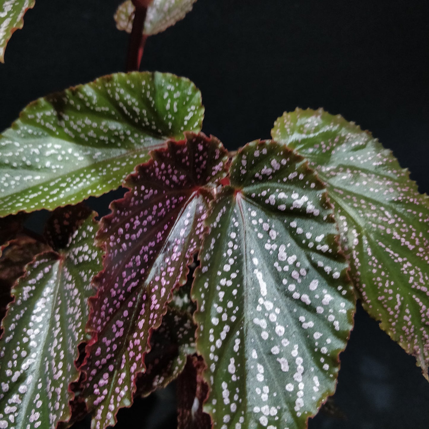 Angel Wing Begonia