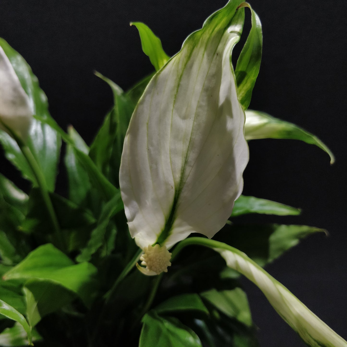 Spathiphyllum Pearl Cupido - Peace Lily