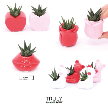 Succulents in Ceramic pot