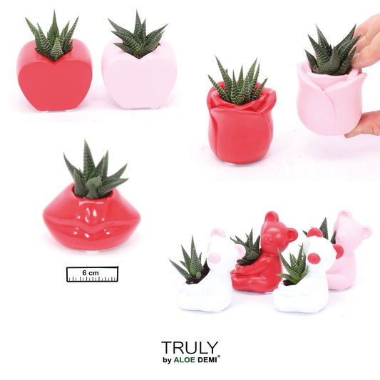 Succulents in Ceramic pot