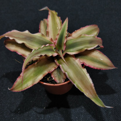 Cryptanthus