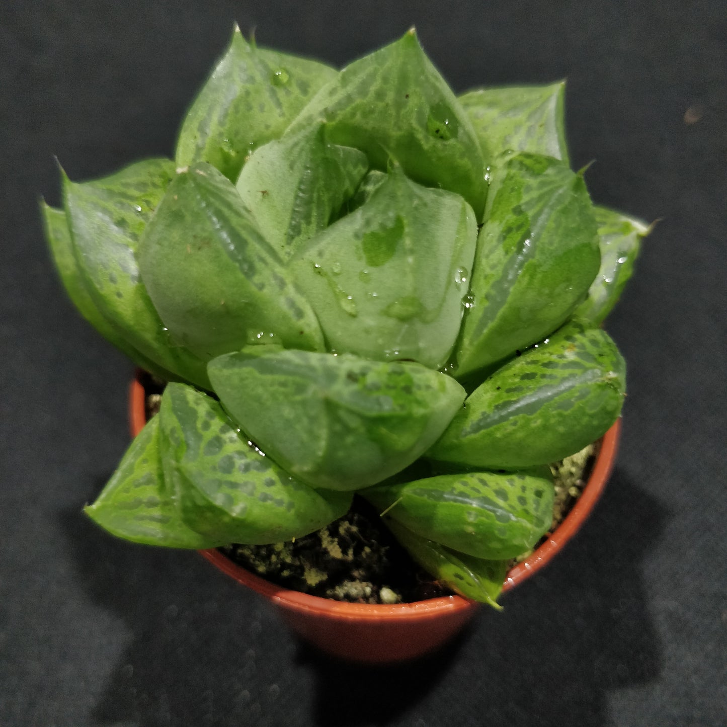 Haworthia - Succulents