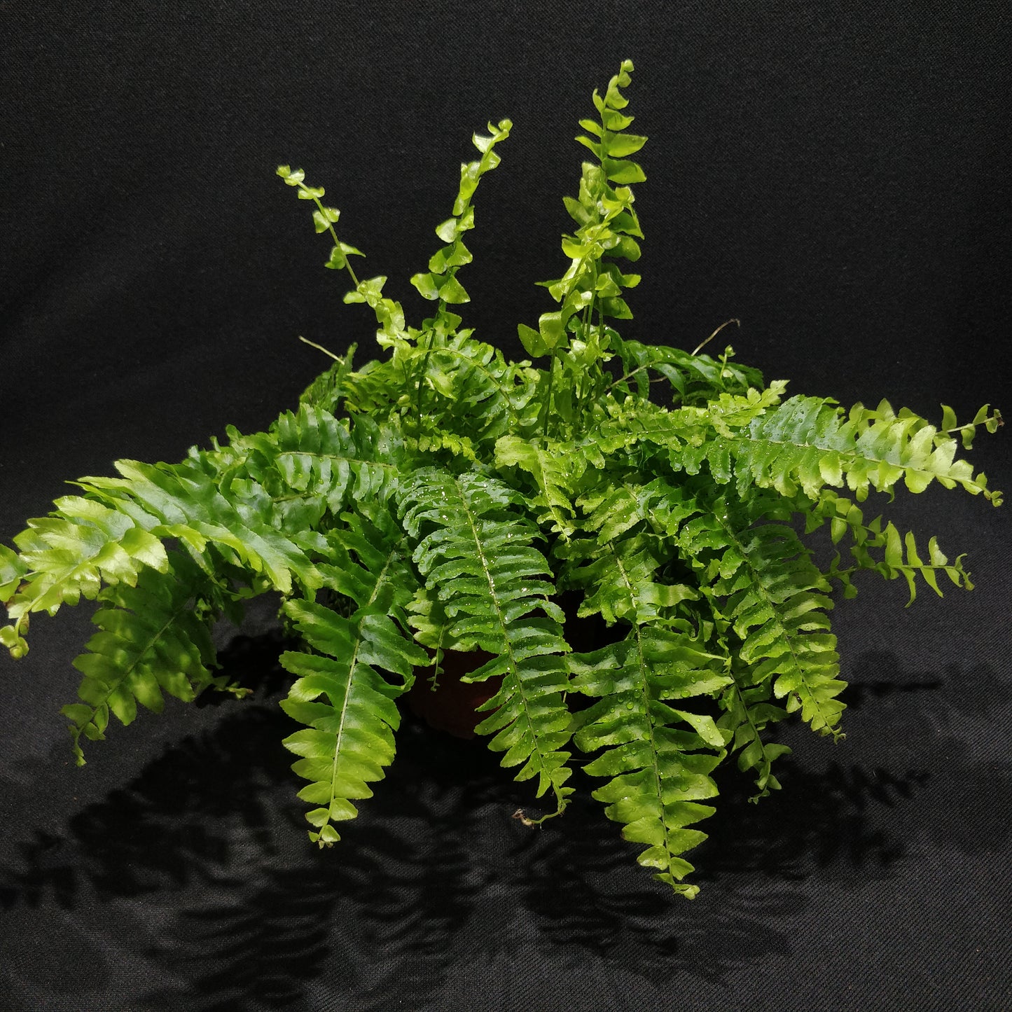 Boston Fern - Nephrolepis Green Moment